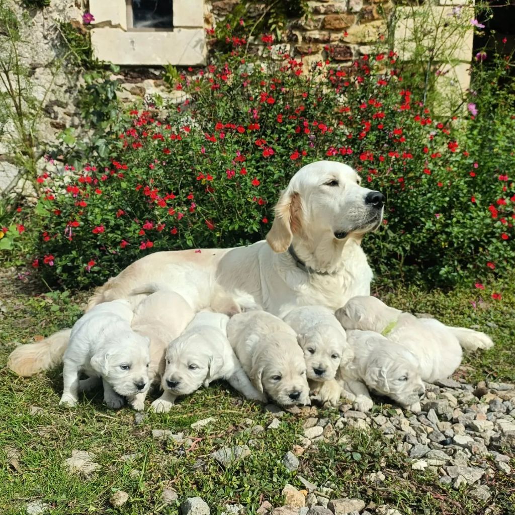 chiot Golden Retriever De La Sauvagère De La Cour Des Sauges