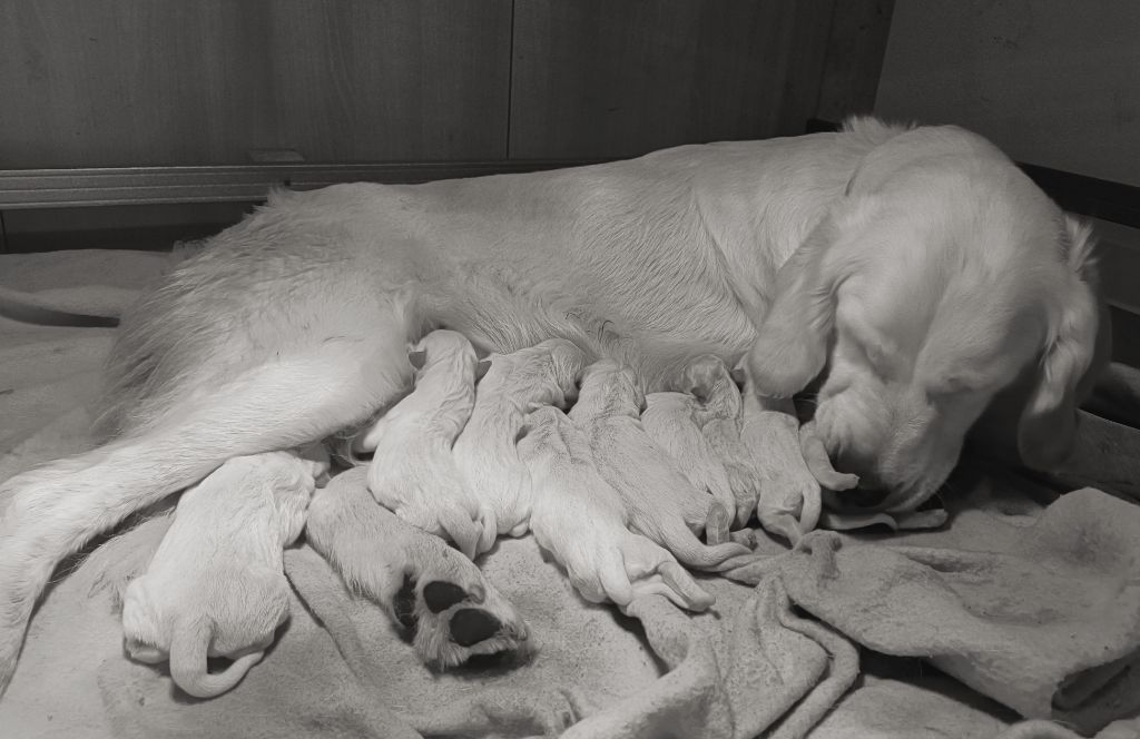 chiot Golden Retriever De La Sauvagère De La Cour Des Sauges