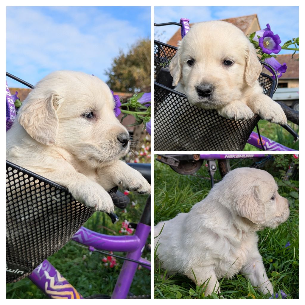 De La Sauvagère De La Cour Des Sauges - Chiots disponibles - Golden Retriever