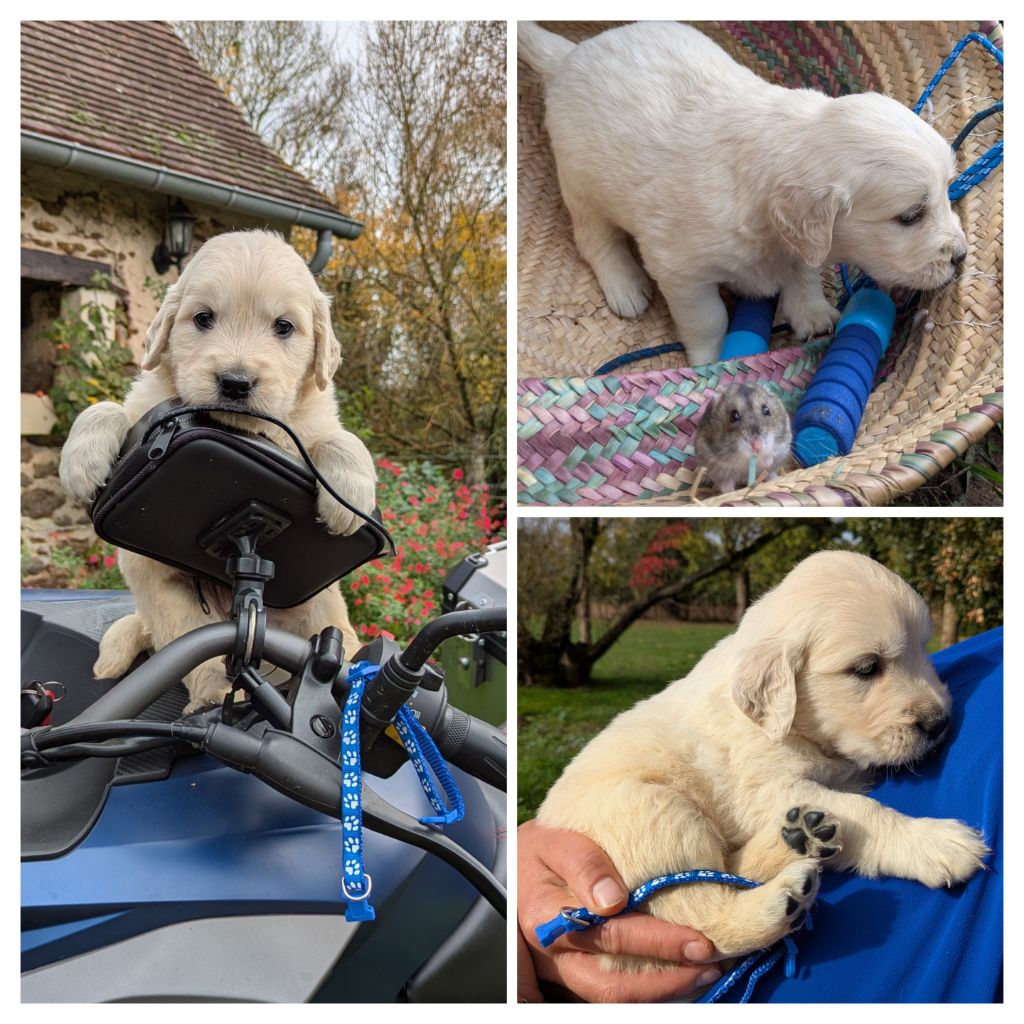 De La Sauvagère De La Cour Des Sauges - Chiots disponibles - Golden Retriever