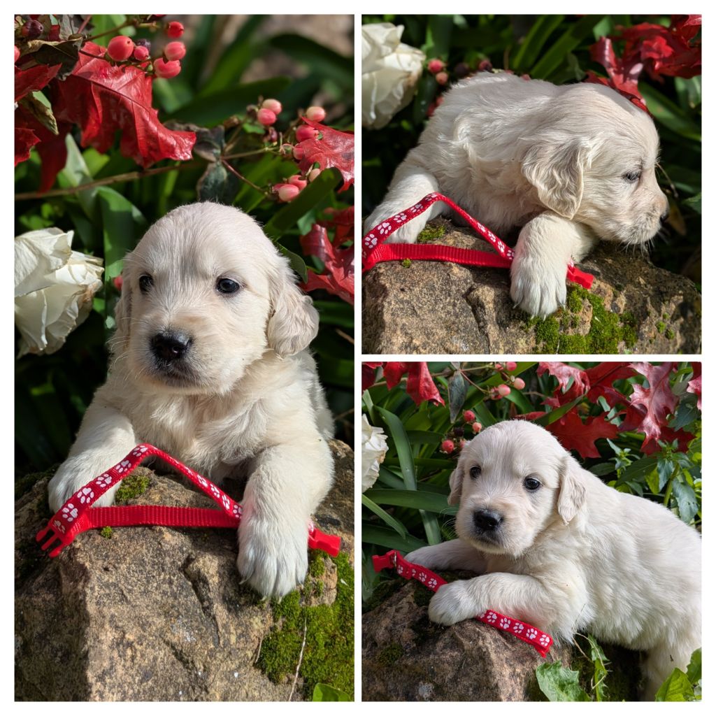 De La Sauvagère De La Cour Des Sauges - Chiots disponibles - Golden Retriever