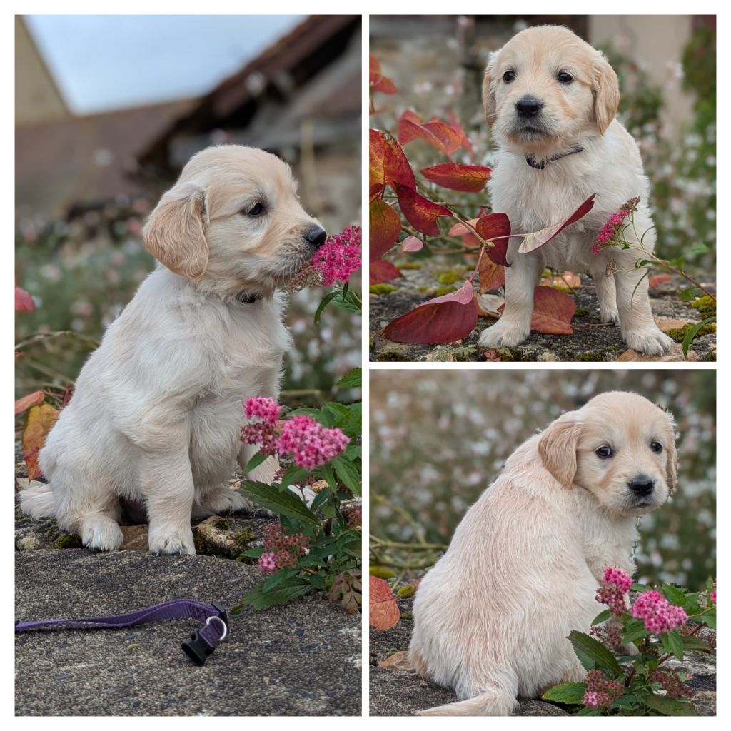 De La Sauvagère De La Cour Des Sauges - Chiots disponibles - Golden Retriever