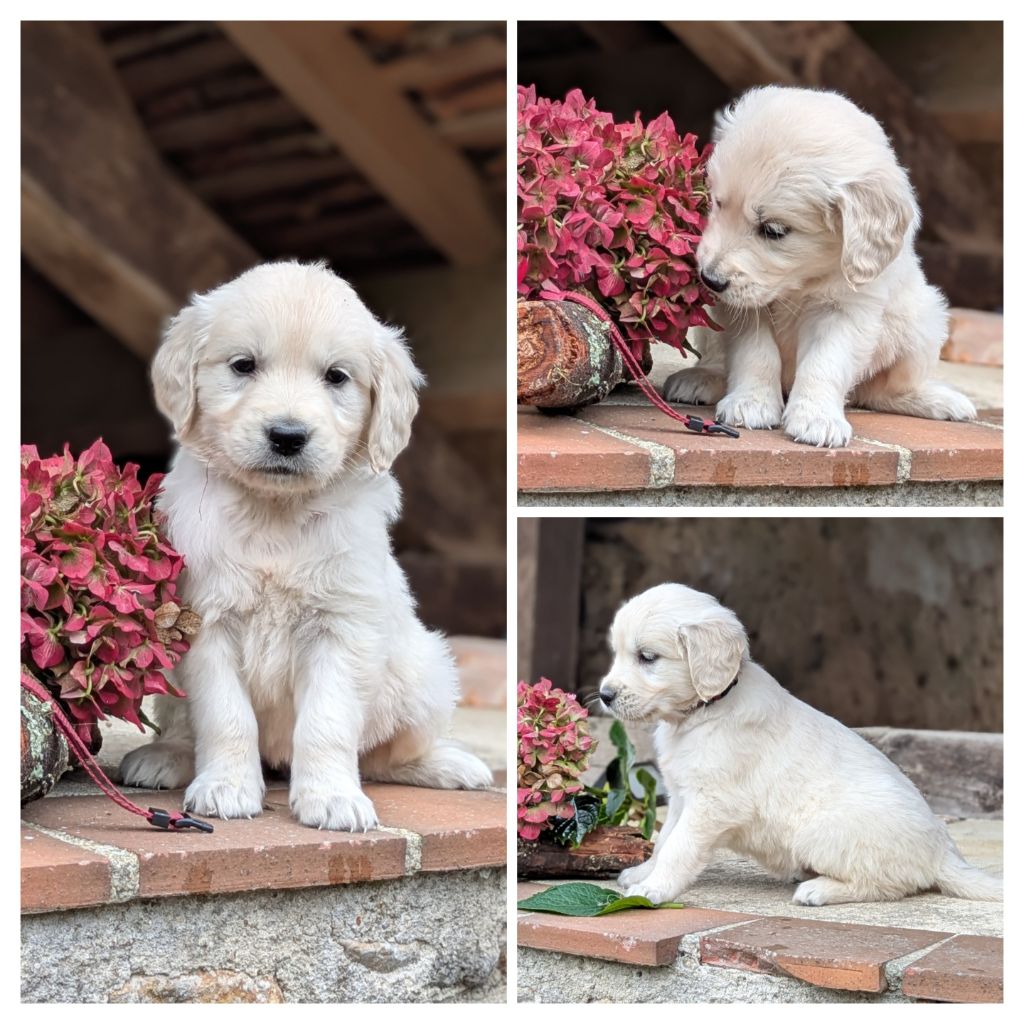 De La Sauvagère De La Cour Des Sauges - Chiots disponibles - Golden Retriever