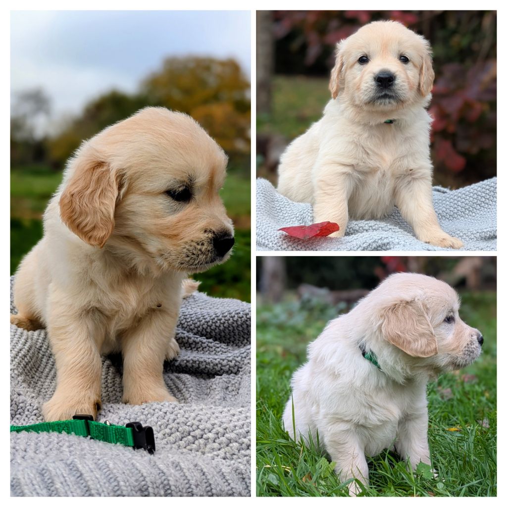 De La Sauvagère De La Cour Des Sauges - Chiots disponibles - Golden Retriever