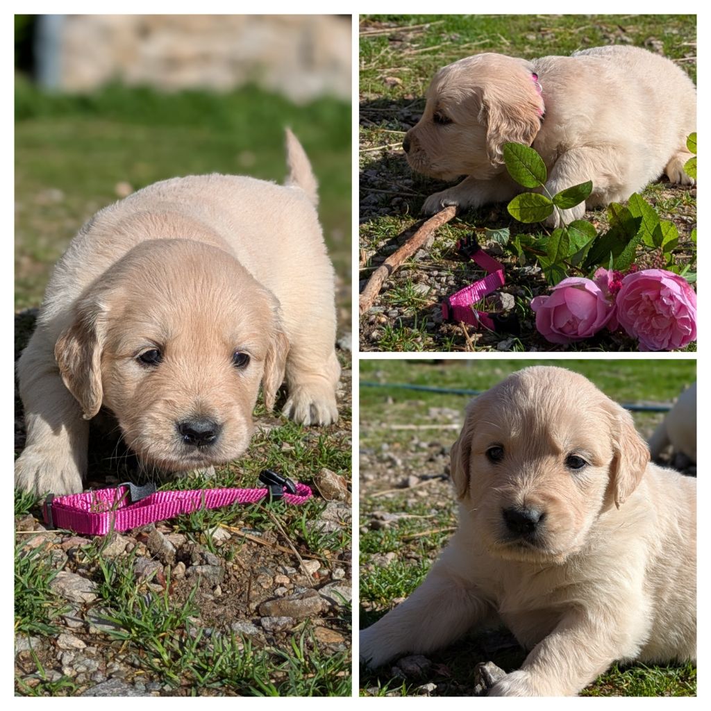 De La Sauvagère De La Cour Des Sauges - Chiots disponibles - Golden Retriever