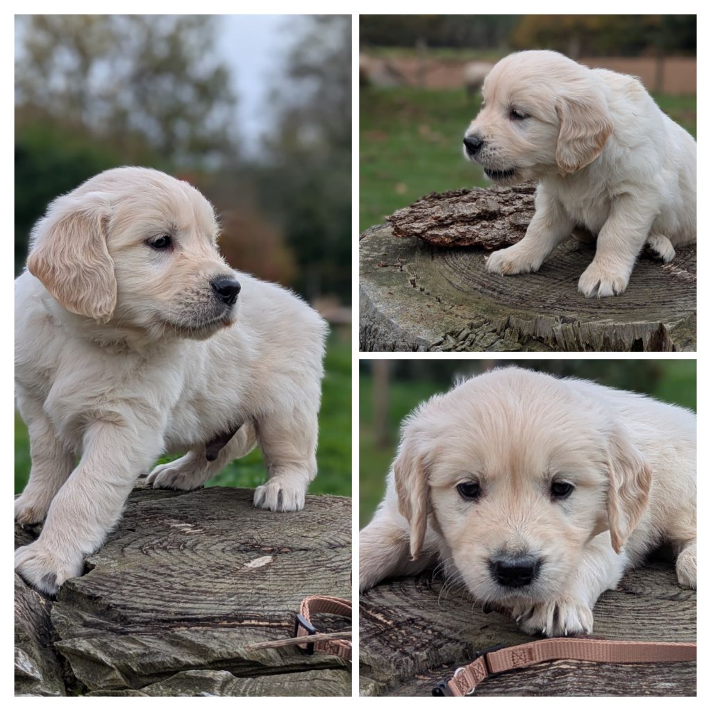 De La Sauvagère De La Cour Des Sauges - Chiots disponibles - Golden Retriever