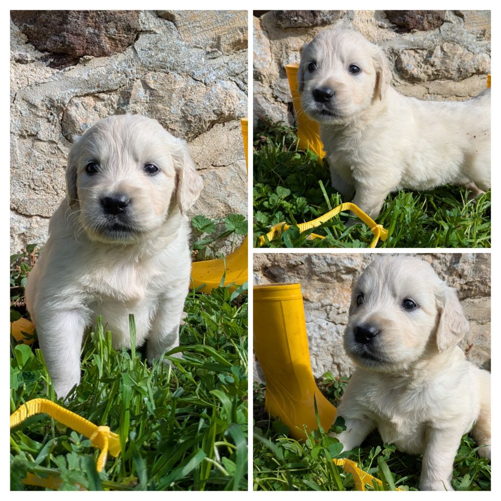 De La Sauvagère De La Cour Des Sauges - Chiots disponibles - Golden Retriever