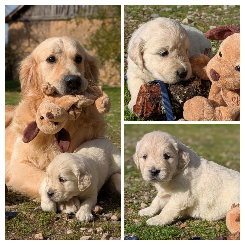 De La Sauvagère De La Cour Des Sauges - Chiots disponibles - Golden Retriever