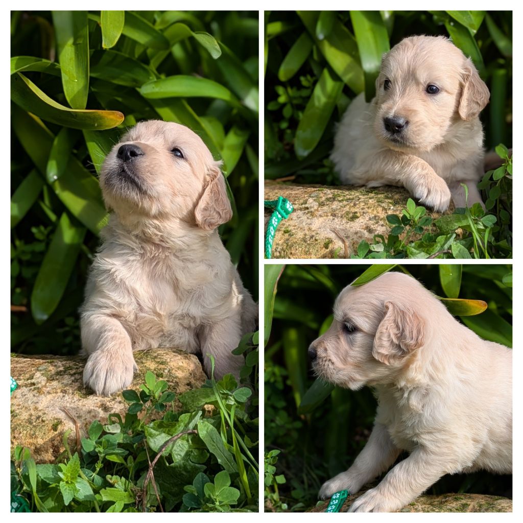 De La Sauvagère De La Cour Des Sauges - Chiots disponibles - Golden Retriever