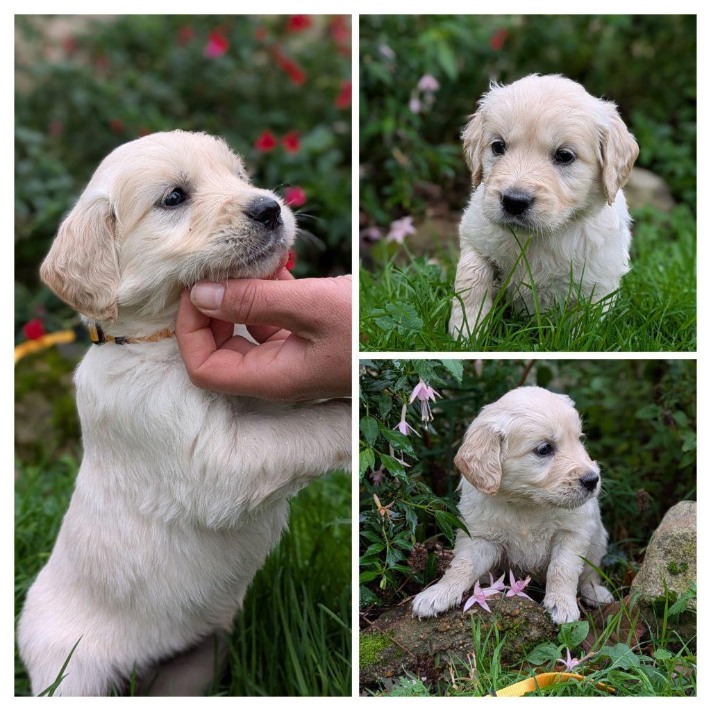 De La Sauvagère De La Cour Des Sauges - Chiots disponibles - Golden Retriever
