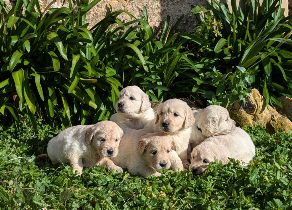 Chiot Golden Retriever De La Sauvagère De La Cour Des Sauges