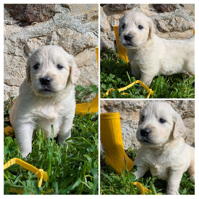 collier jaune et blanc