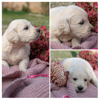 Collier rose et blanc