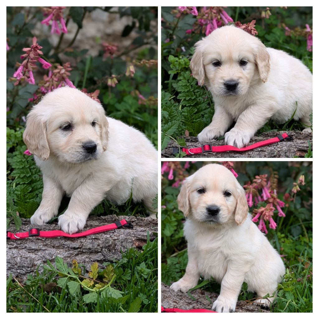 De La Sauvagère De La Cour Des Sauges - Chiots disponibles - Golden Retriever