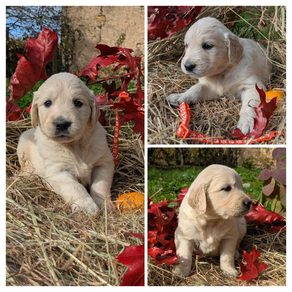De La Sauvagère De La Cour Des Sauges - Chiots disponibles - Golden Retriever
