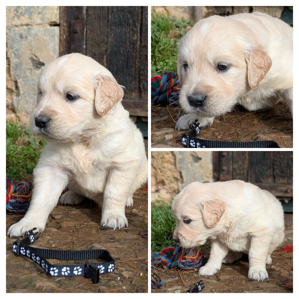 De La Sauvagère De La Cour Des Sauges - Chiots disponibles - Golden Retriever