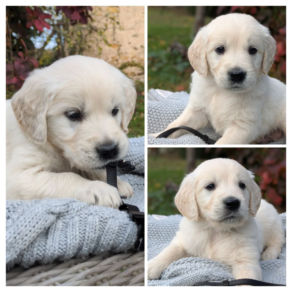 De La Sauvagère De La Cour Des Sauges - Chiots disponibles - Golden Retriever