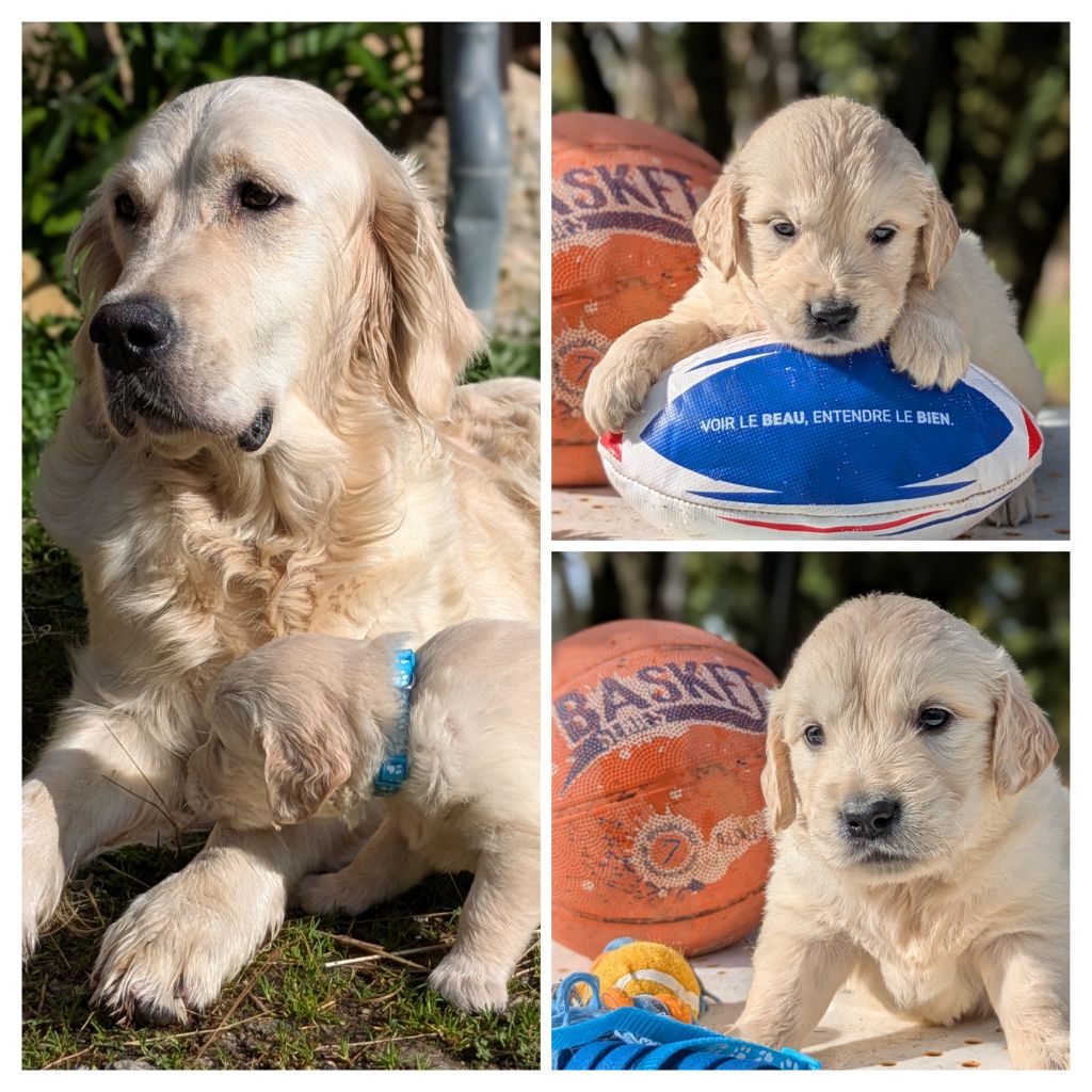 De La Sauvagère De La Cour Des Sauges - Chiots disponibles - Golden Retriever