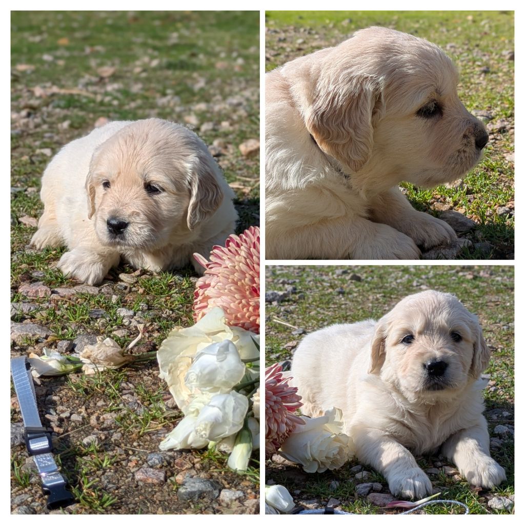 De La Sauvagère De La Cour Des Sauges - Chiots disponibles - Golden Retriever