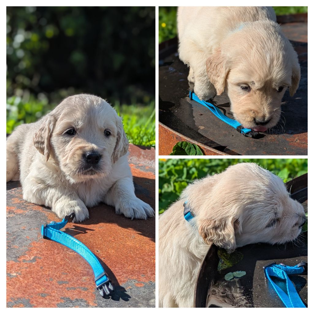 De La Sauvagère De La Cour Des Sauges - Chiots disponibles - Golden Retriever