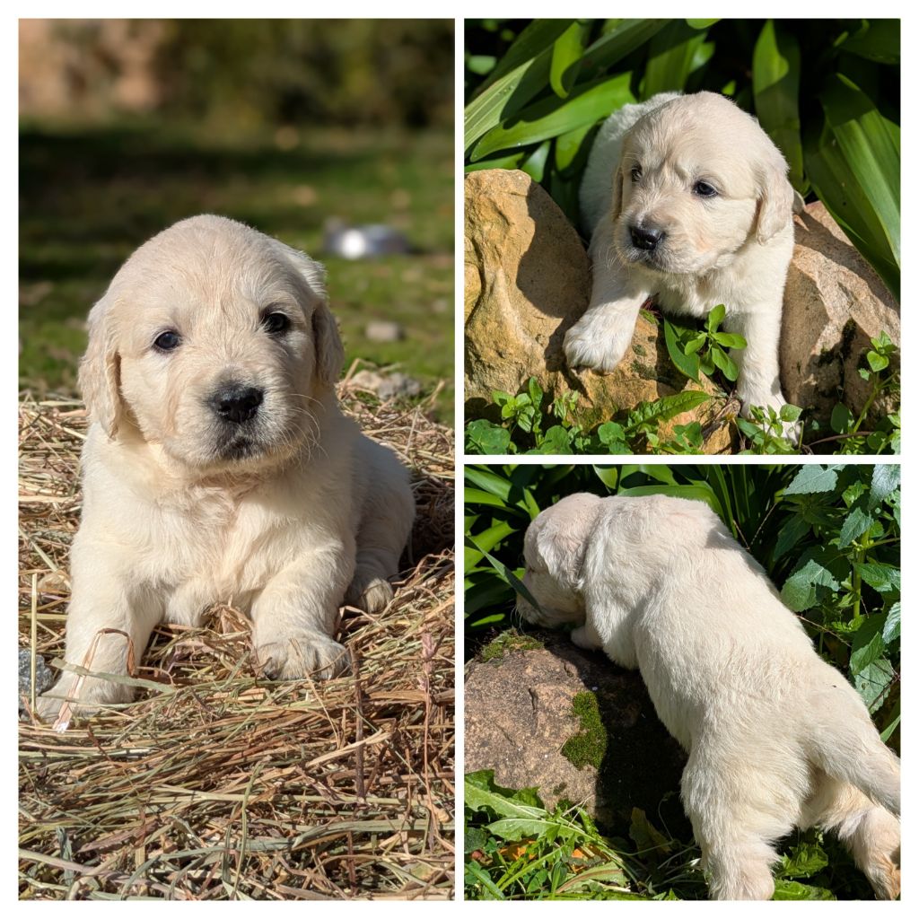 De La Sauvagère De La Cour Des Sauges - Chiots disponibles - Golden Retriever