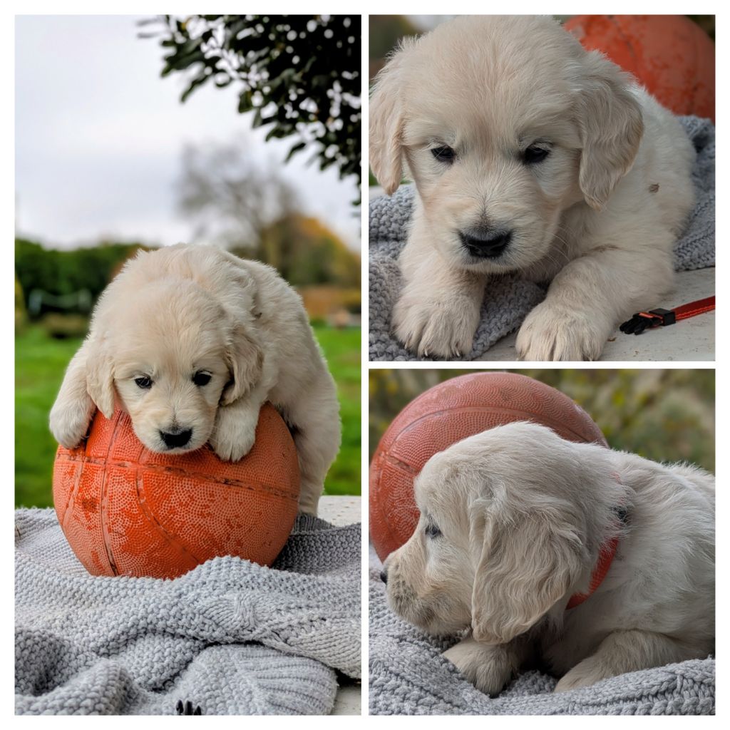 De La Sauvagère De La Cour Des Sauges - Chiots disponibles - Golden Retriever