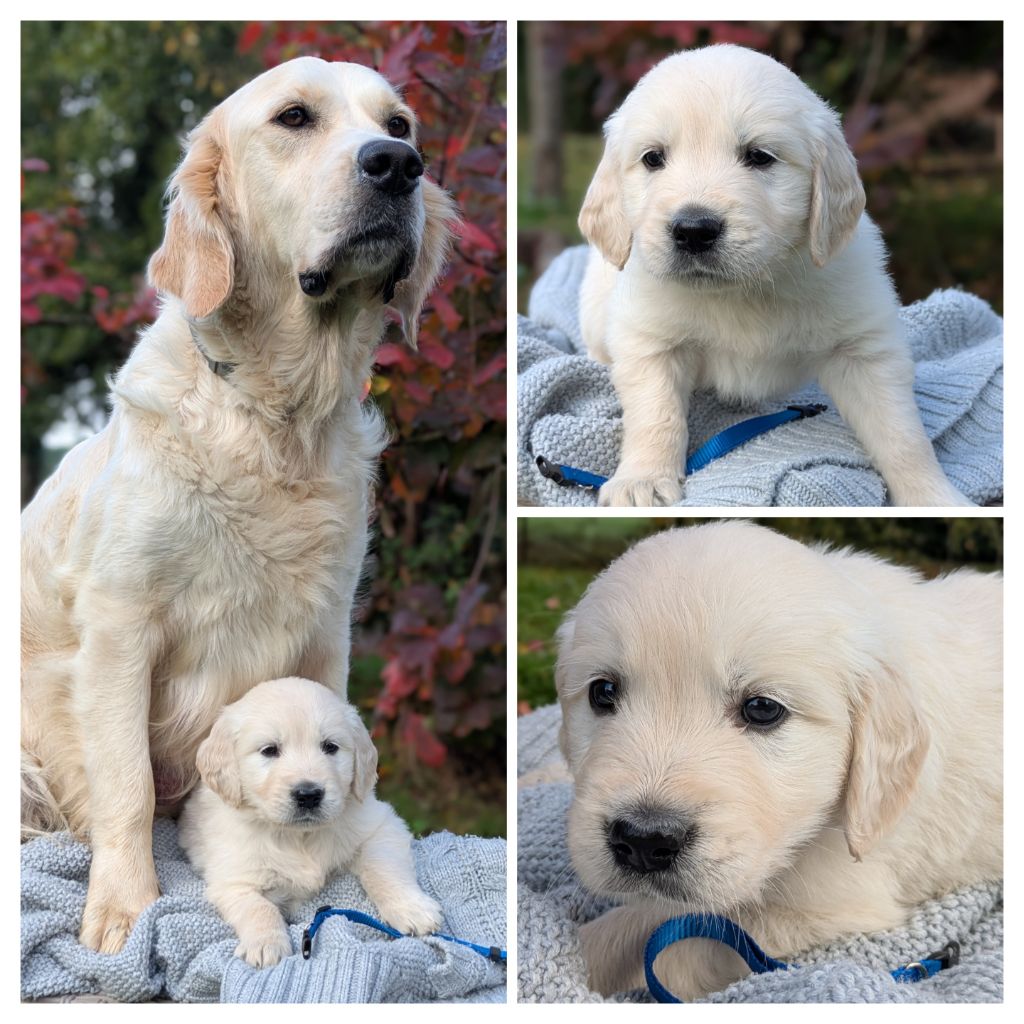 De La Sauvagère De La Cour Des Sauges - Chiots disponibles - Golden Retriever